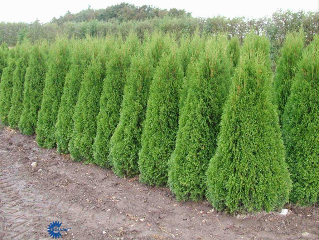 Купить Туя изумрудная туя смарагд 40/60 GREEN HEDGE: отзывы, фото, характеристики в интерне-магазине Aredi.ru