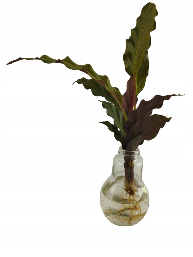 Calathea Rufibarba mini uprawa hydroponiczna