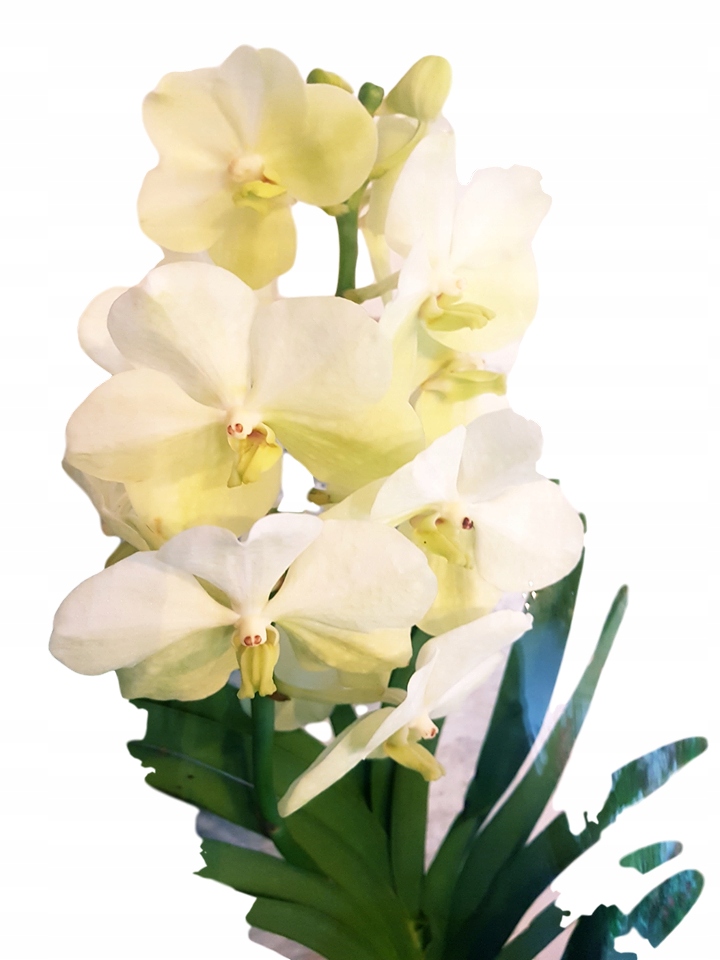 STORCZYK vanda 70cm w szkle wanda orchidea