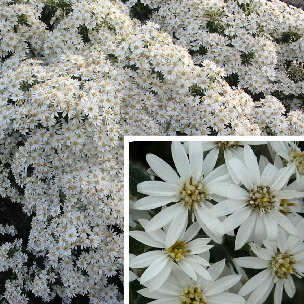 Stokrotka drzewiasta Olearia scilloniensis hybryda