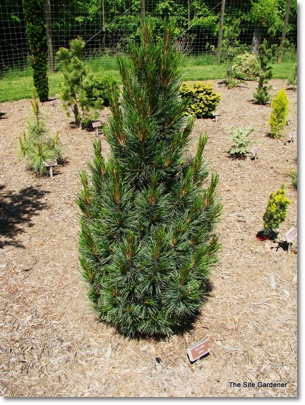 Pinus cembra Stricta - !!! !!! !!!