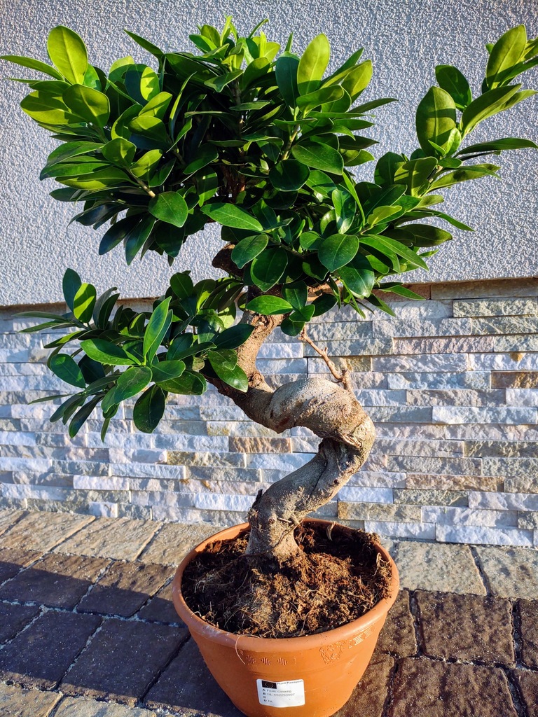 Bonsai Ficus Ginseng - gruby pień - KuchenneOgrody