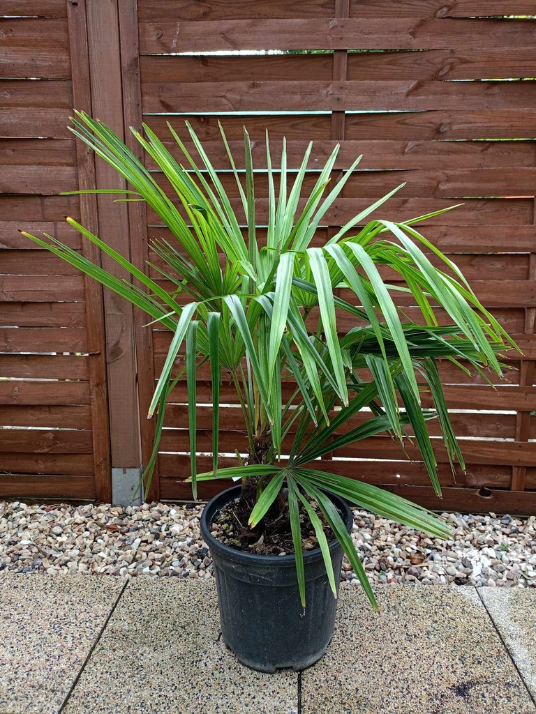 PALMA Trachycarpus Fortunei (Mrozoodporna) 0002