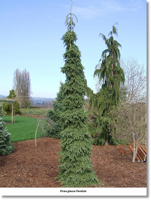 Picea glauca Pendula - Promocja !!! !!! !!!