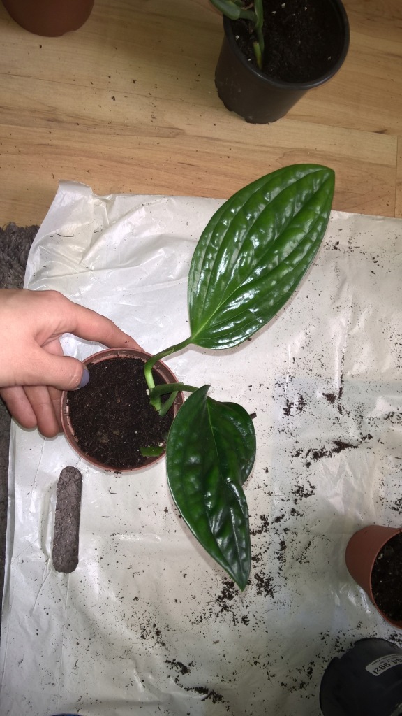 Monstera Karstenianum Karsteniana 7853594281 Oficjalne Archiwum Allegro