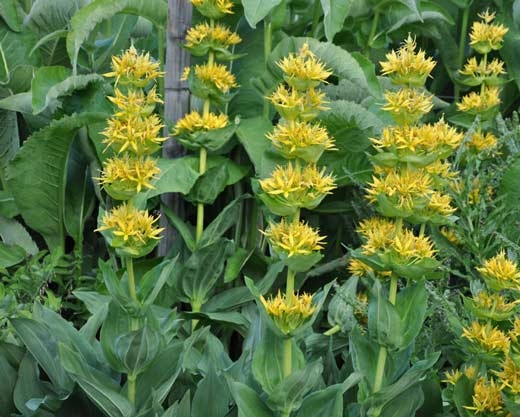 GORYCZKA ŻÓŁTA GENTIANA LUTEA RARYTAS 7700164785 oficjalne