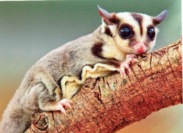 Wyslę pocztówkę z Australii - Sugar Glider