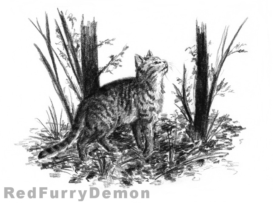 Portret kota 14: Kot w lesie