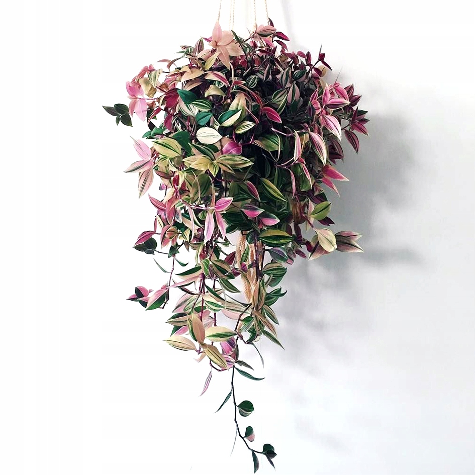 Trzykrotka Tradescantia 'Quadricolor' Duża Gęsta