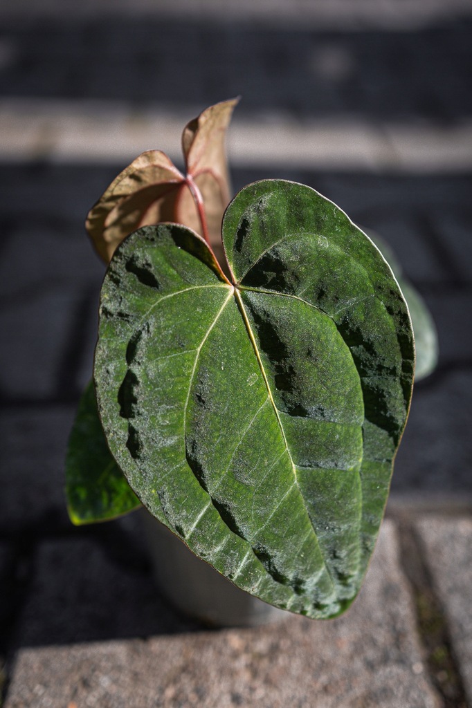Anthurium Ace of Spades Dark Form x Papillilaminum Incurved