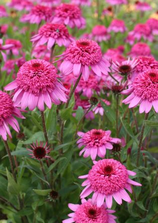 Jeżówka Echinacea Summer Candy p9