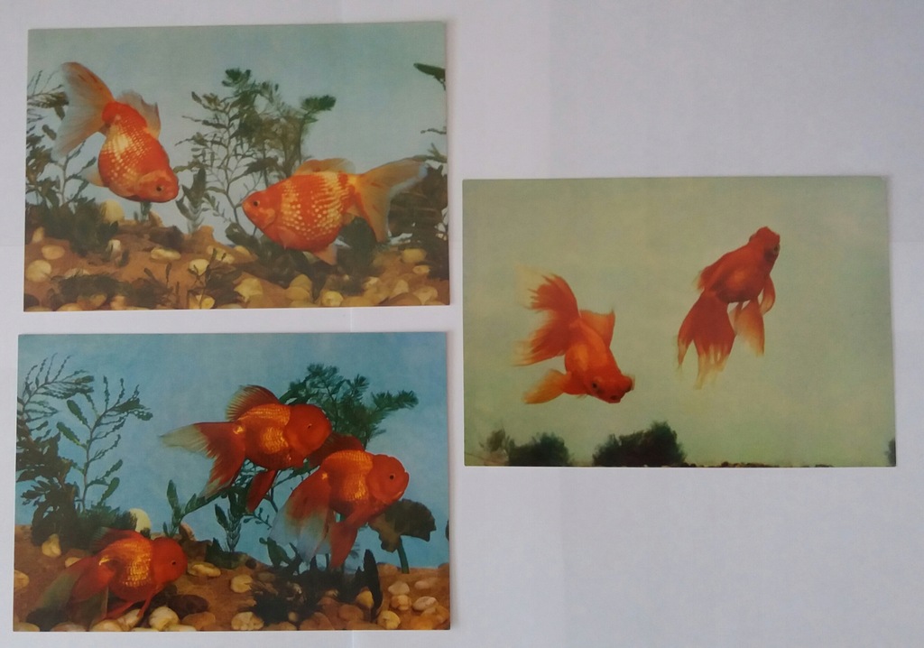 3 pocztówki Złote rybki D (zestaw 95)