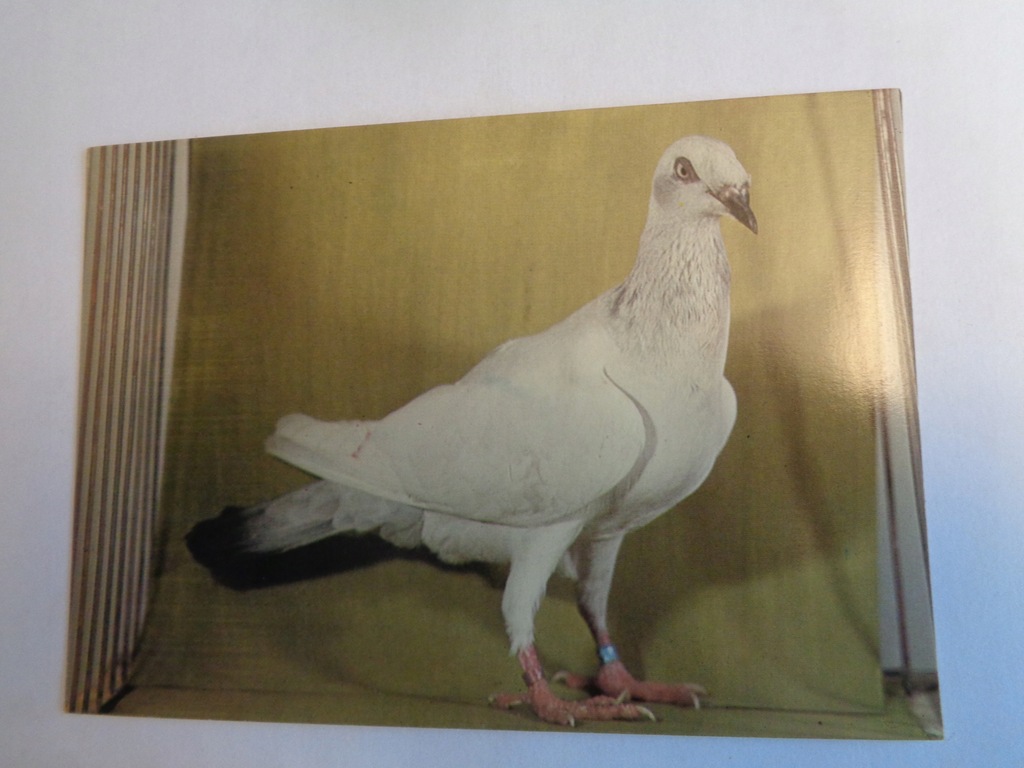 GOŁĘBIE RASOWE SREBRNIAK POLSKI 1974 r