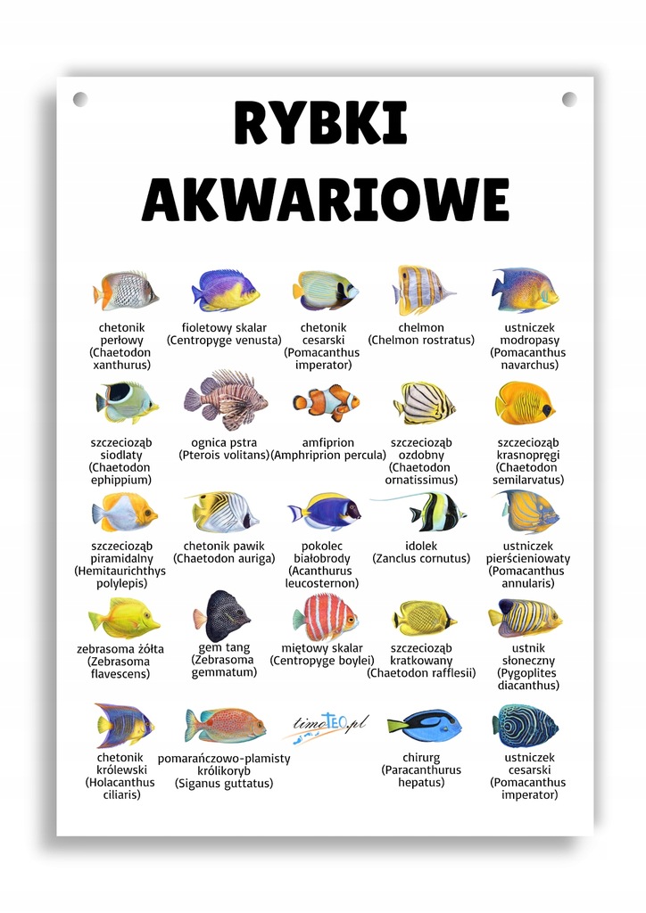 Tablica edukacyjna rybki akwariowe ryby lista A4