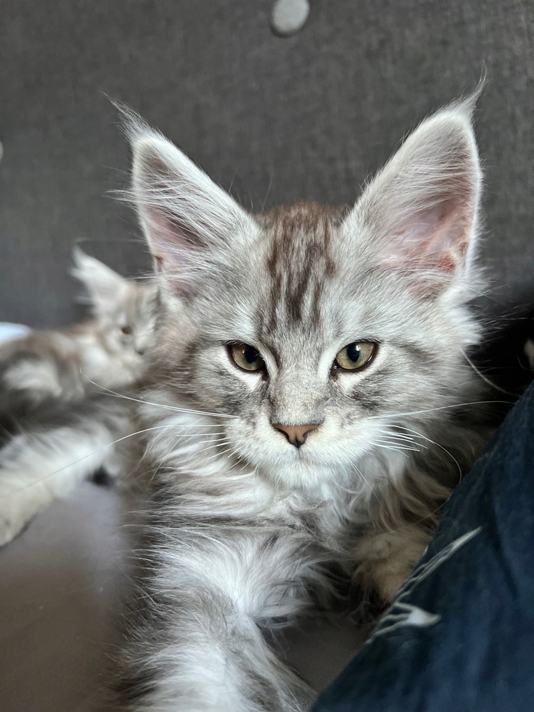 Maine coon - *Purple Beerus*PL