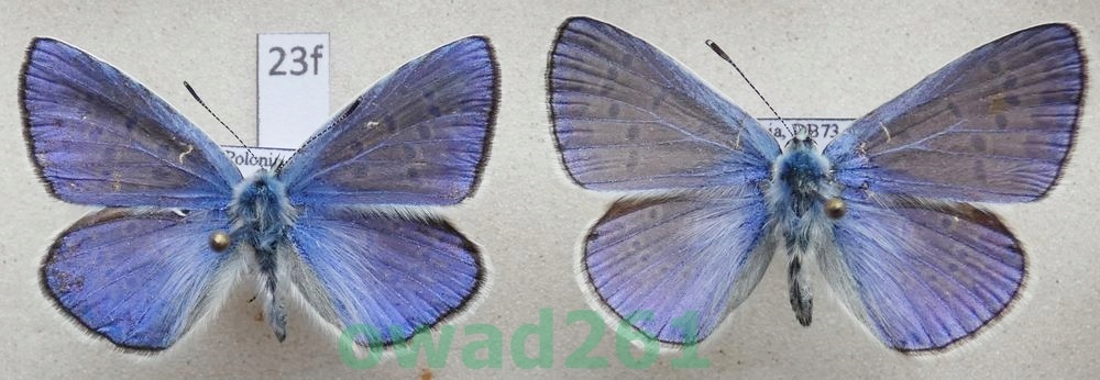 Polyommatus icarus Modraszek ikar 2xsamiec23f