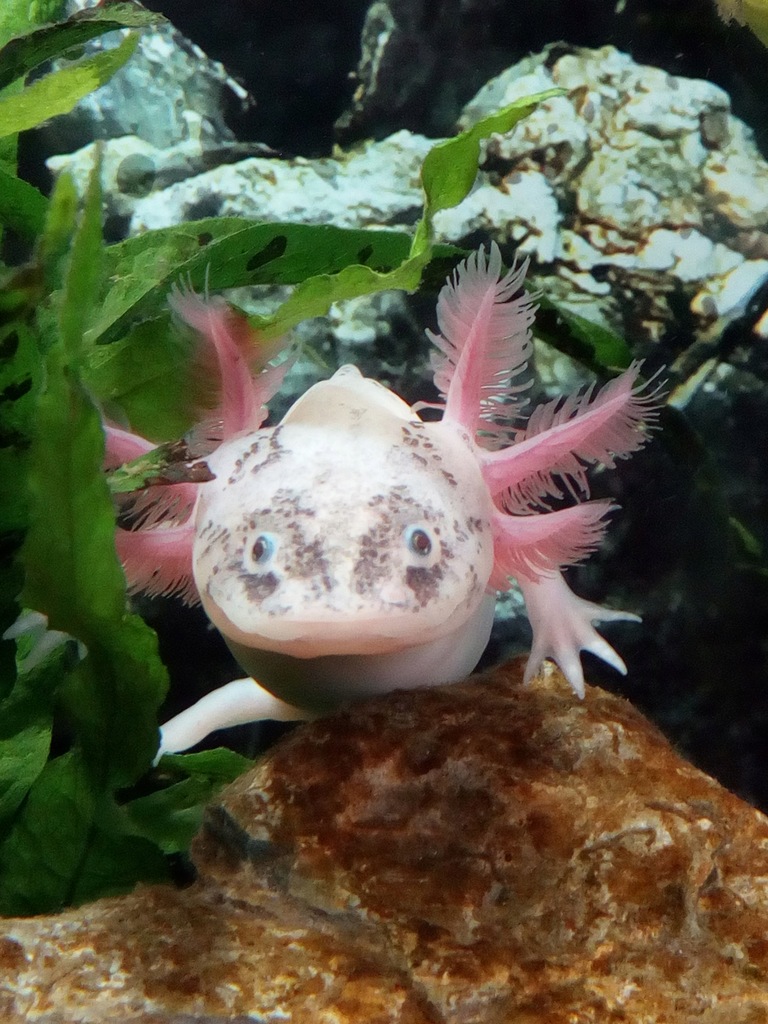Meksykański smok aksolotl axolotl Szczerbatek! - 8548262944 - oficjalne