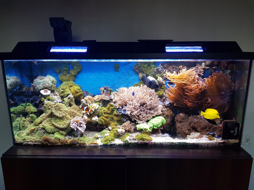 Akwarium Morskie 240 l +sump z refugium