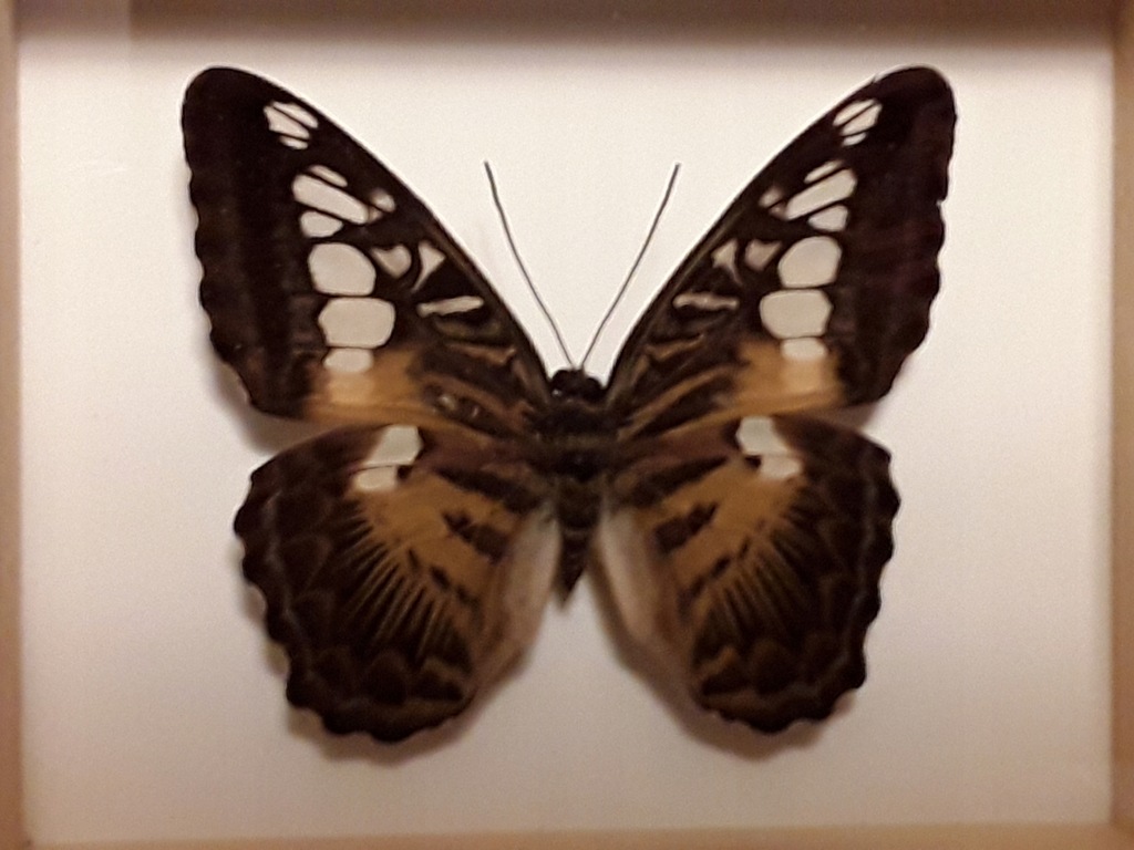 Motyl w ramce 12 x 10 cm . Parthenos sylvia-70 mm