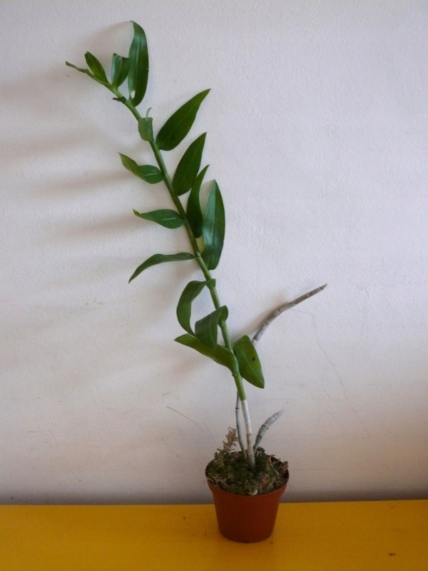 Storczyk, Dendrobium anosmum
