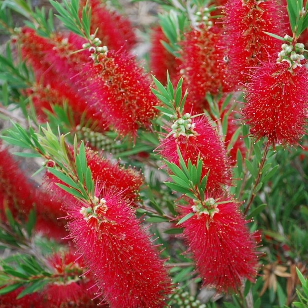 Kuflik cytrynowy Callistemon Red Cluster duże 2L