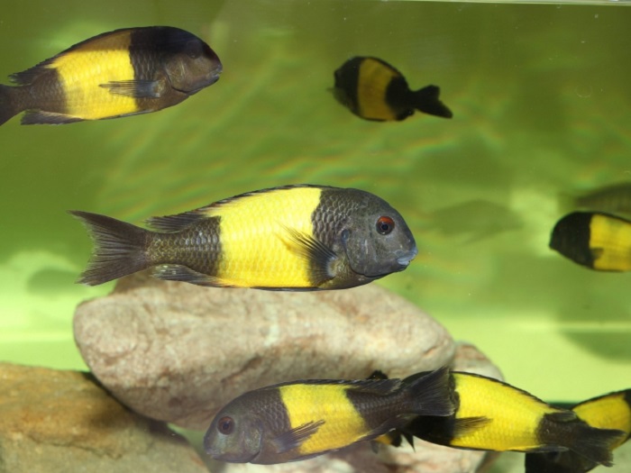 Tropheus sp. Black IKOLA -F1dorosłe - MALAWI Śląsk