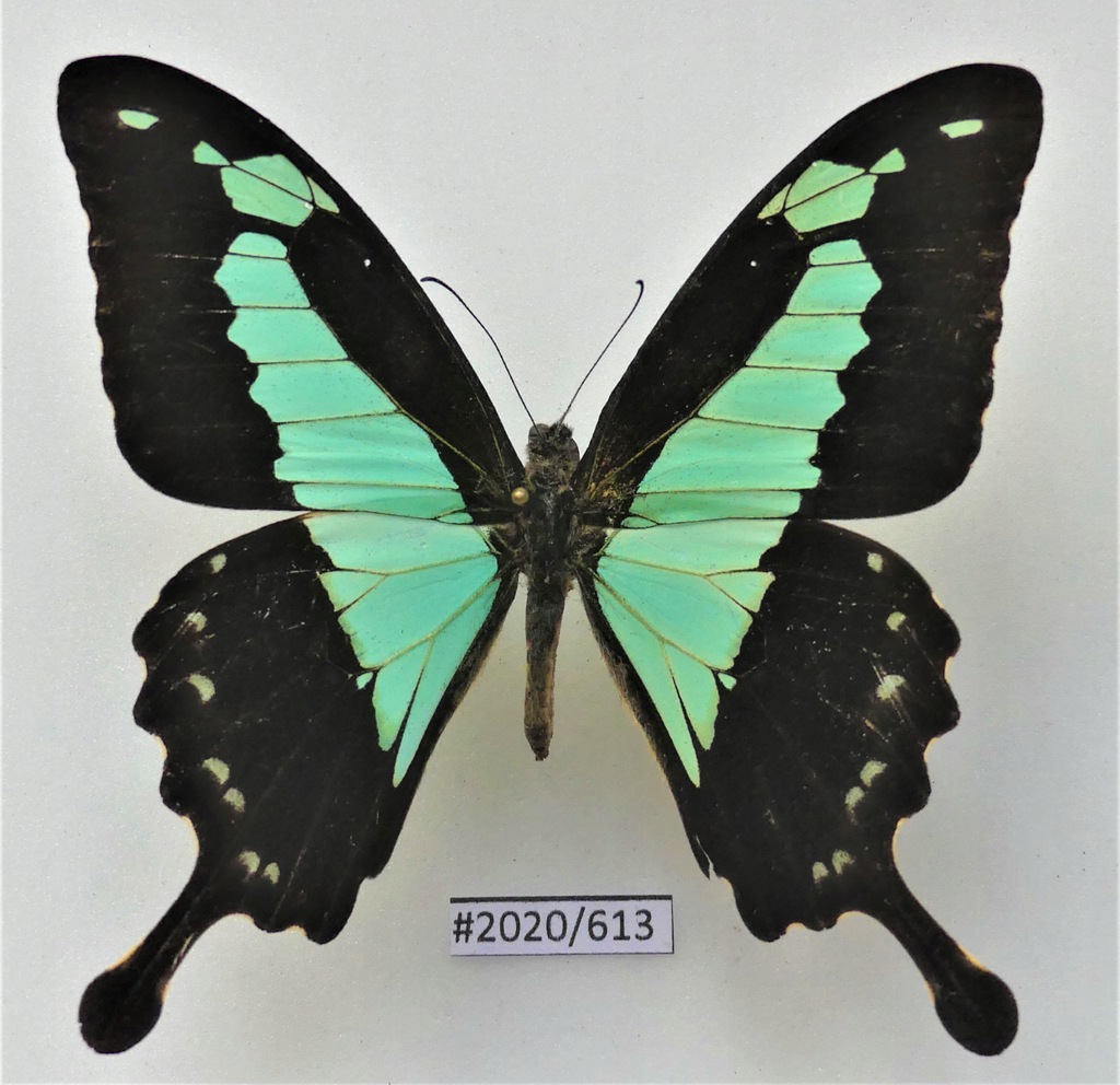 Motyl Papilio phorcas 78mm samiec .