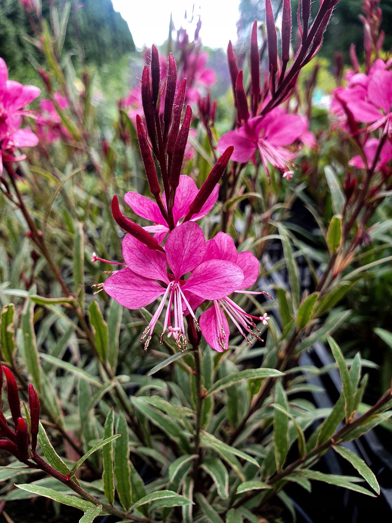Gaura GAMBIT VARIEGATA ROSE sadzonka kwitnie całe lato