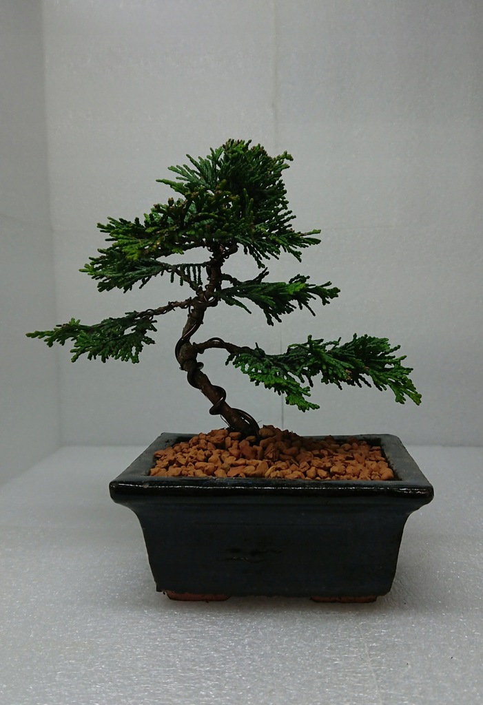 Drzewko Bonsai Żywe Cyprys Japoński Hinoki