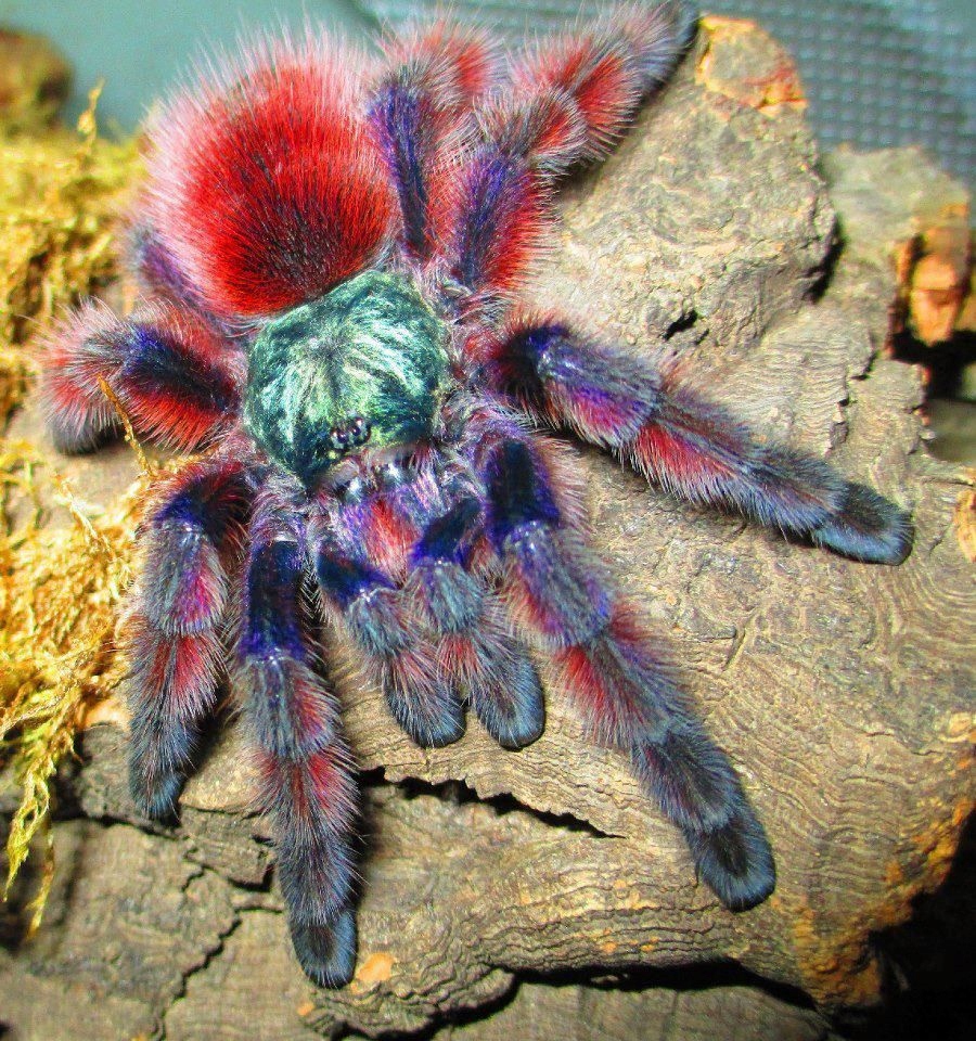Caribena Versicolor L1 ptasznik - 13613461742 - oficjalne archiwum Allegro