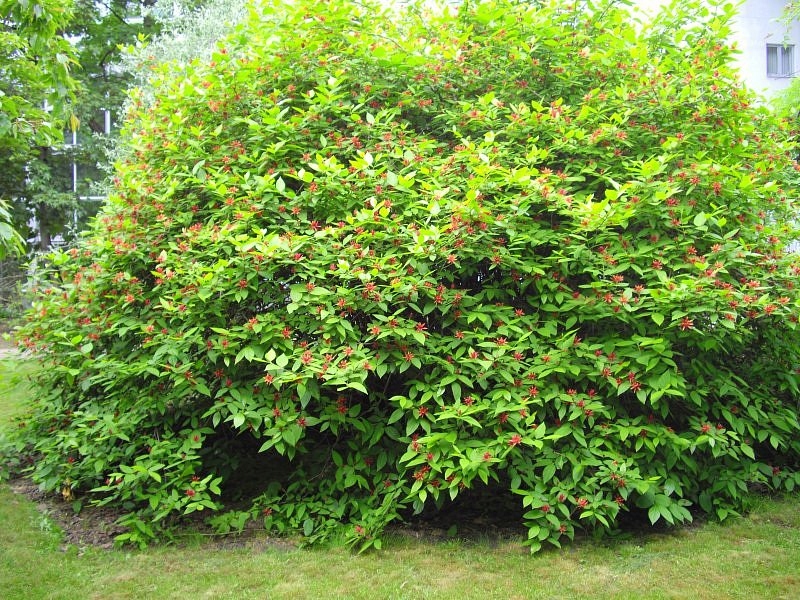 KIELICHOWIEC PLENNY |CALYCANTHUS FERTILIS