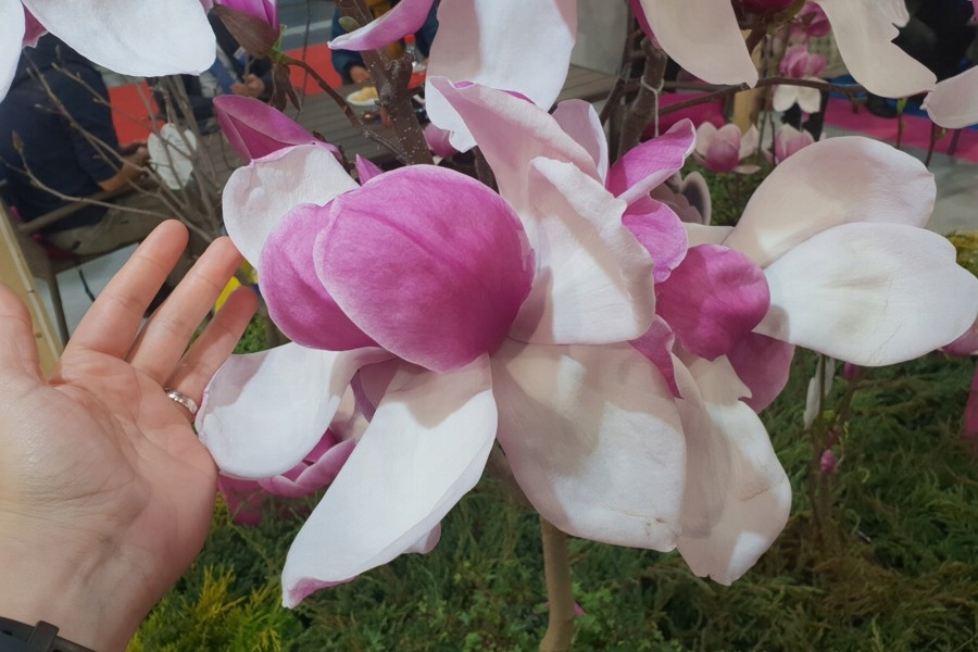 acm MAGNOLIA LAURA OLBRZYMIE PACHNĄCE KWIATY 7,5L