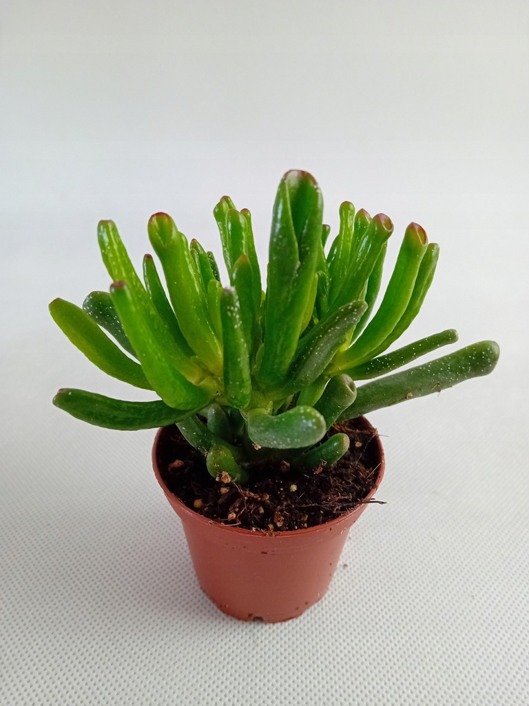 Crassula 'Hobbit' Grubosz Uszy Shreka mini