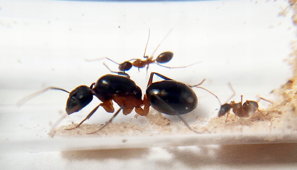 Camponotus arnoldinus Q+1-4 w. Kolonia Mrówek