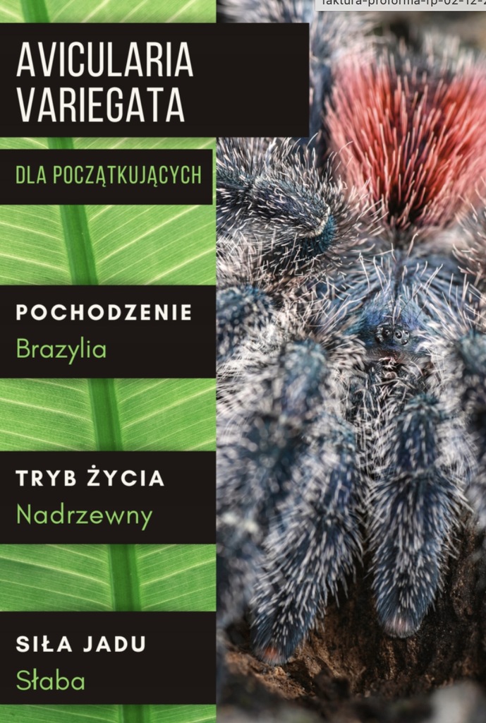 Avicularia variegata L2