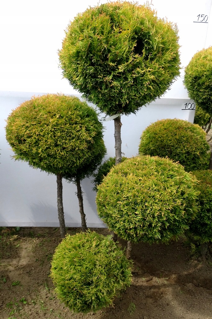 BONSAI Formowana tuja żywotnik RHEINGOLD RH-45