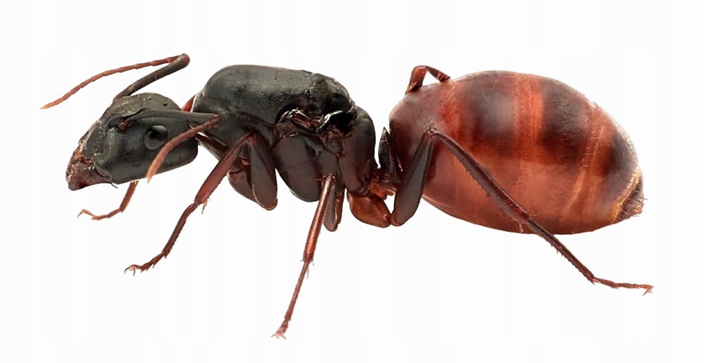 Mrówki Camponotus US-CA02 Q + 1-4 robotnice