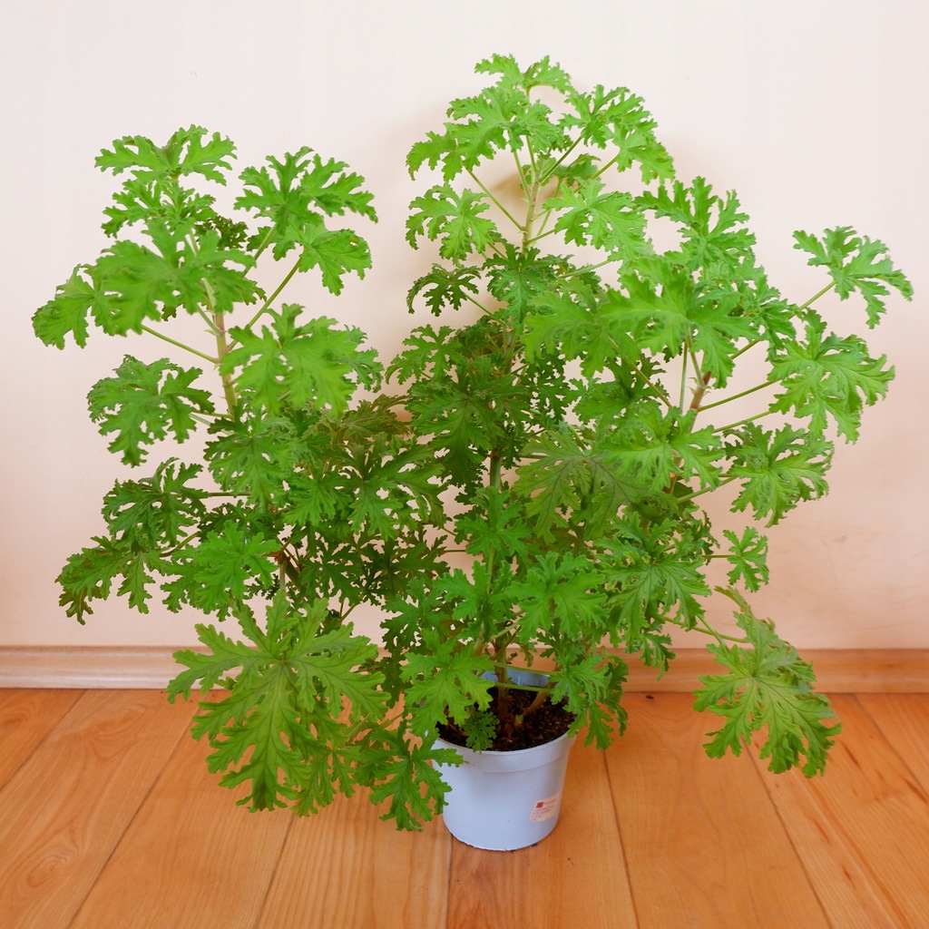 GERANIUM ANGINKA ROŚLINA LECZNICZA dorodne XXL 11850658935