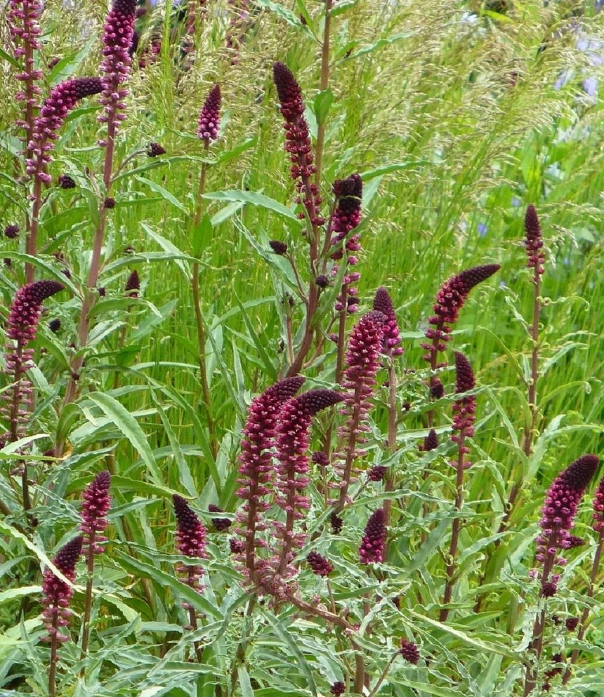 Tojeść purpurowa 'Beaujolais'