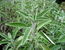 SZAŁWIA LEKARSKA 0,5G