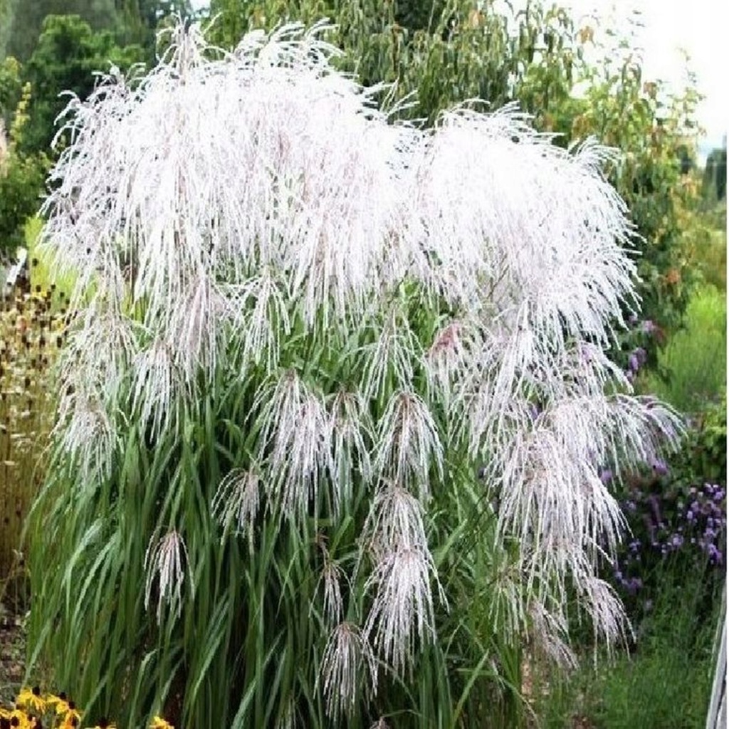 Miskant Chiński Memory 1 szt. trawa ozdobna Trawy ozdobne Doniczka