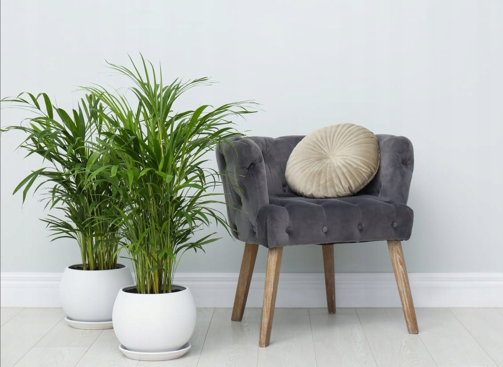 Palma Areka, Dypsis lutescens - nawilża 60cm P17