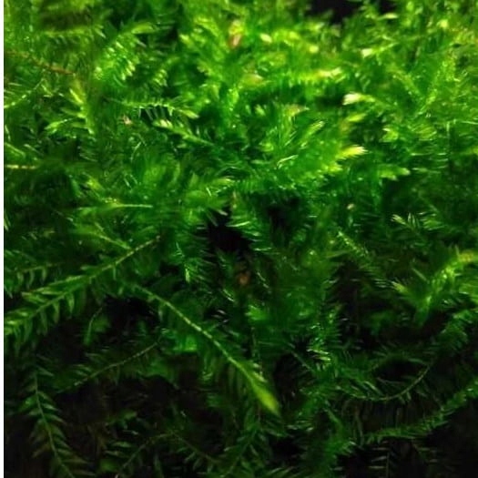 Mech Willow moss Fontinalis mech akwarium