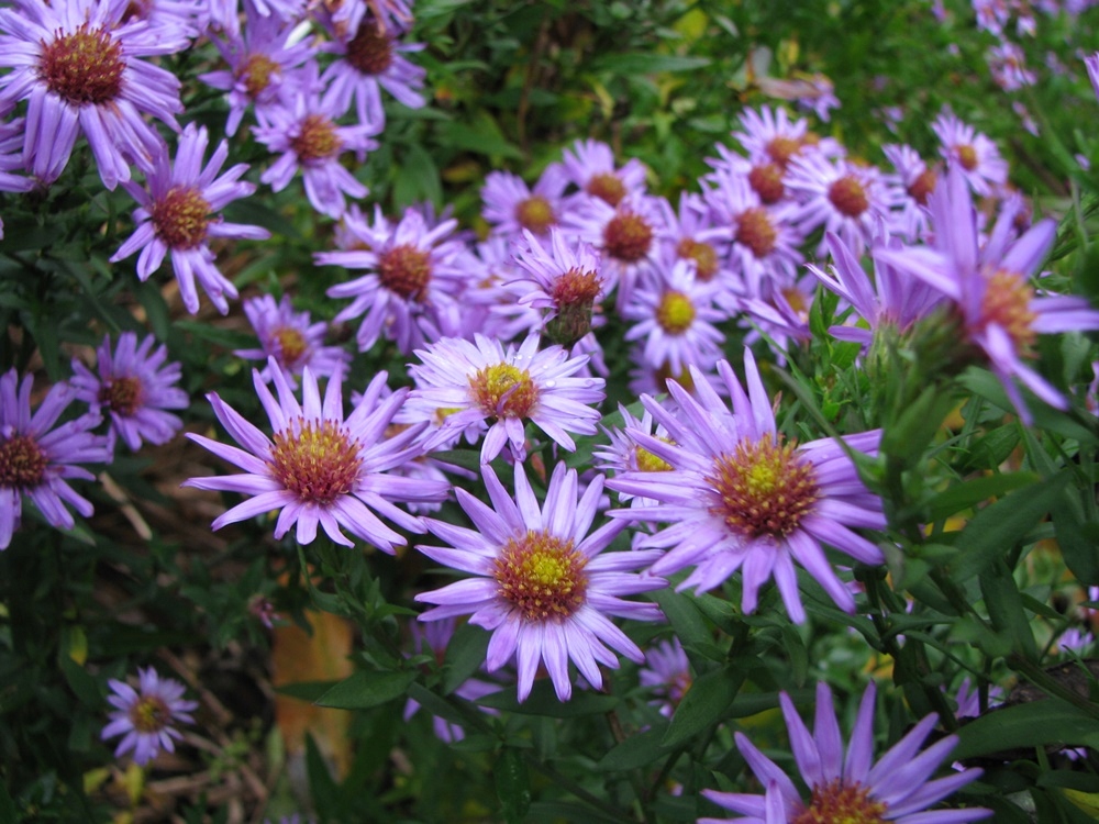 ASTER NISKI WIELOLETNI niebiesko-lawendowy