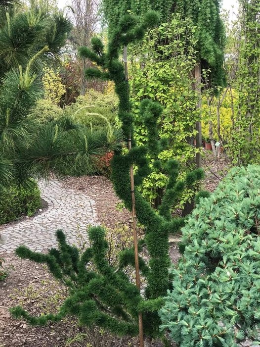 NATURALNE BONSAI Modrzew europejski 'Krejcí' WSPANIAŁA ROŚLINA