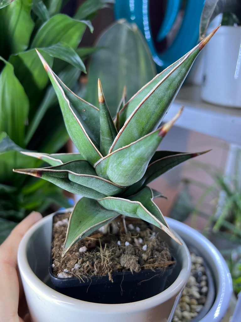 専用　Sansevieria pinguicula Longifoli サンセベリア ピングイキュラ ロンギフォリア 「Sansevieria