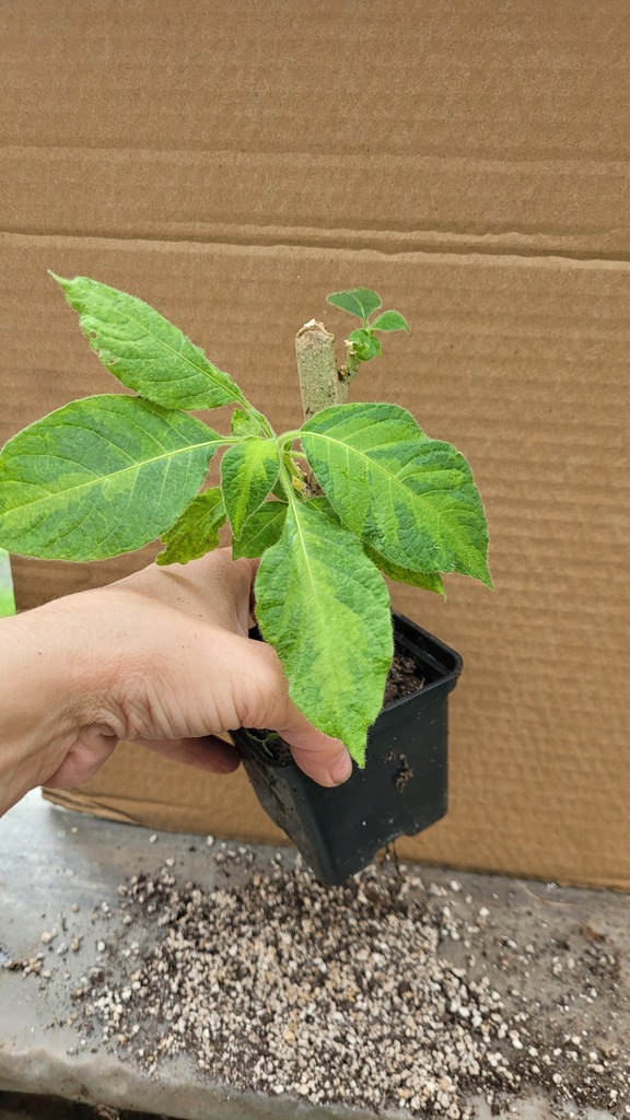 Maya Green and Green unikatowa odmiana Brugmansia '' Datura''