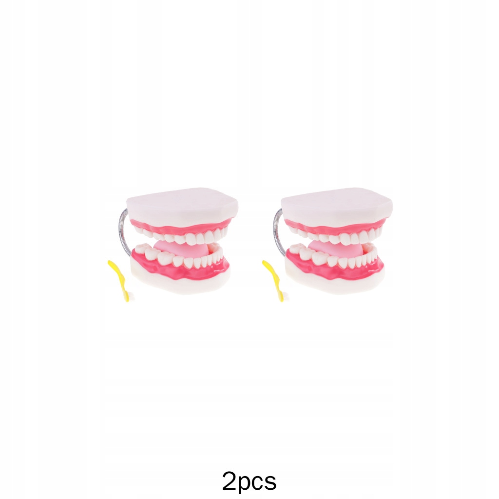 2x 1 model dentystyczny w jamie ustnej człowieka