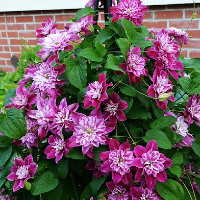 Powojnik 'My Darling'PBR (Clematis)
