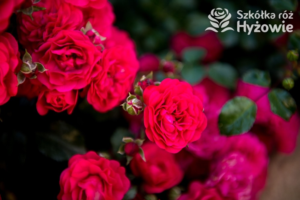 Купить Почвопокровная роза Тоскана Премиум красная, ADR: отзывы, фото и характеристики на Aredi.ru (11782714484)